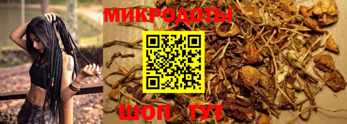 Галлюциногенные грибы Psilocybe Южноуральск